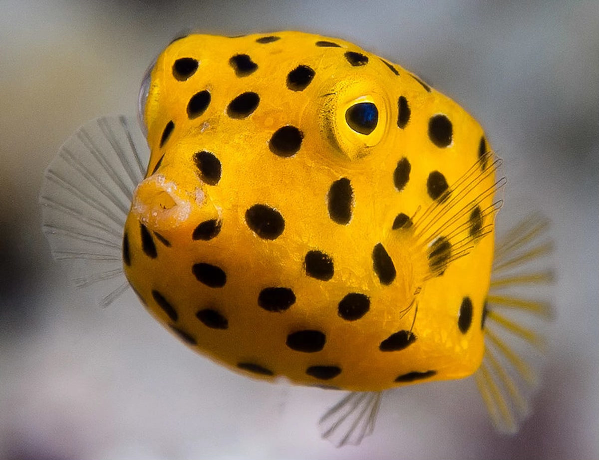 box fish adult Yellow Boxfish – Exotic Marine Life