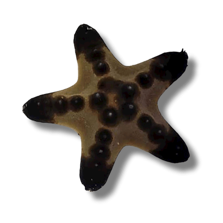 Chocolate chip starfish