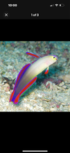 Load image into Gallery viewer, 2 Purple Fire Goby - Saltwater Fish  *LIMITED Free Shipping*
