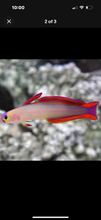 Load image into Gallery viewer, 2 Purple Fire Goby - Saltwater Fish  *LIMITED Free Shipping*
