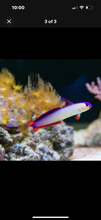 Load image into Gallery viewer, 2 Purple Fire Goby - Saltwater Fish  *LIMITED Free Shipping*
