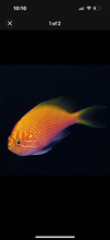 Load image into Gallery viewer, Sunburst Anthias 2”- Saltwater Fish  *LIMITED Free Shipping*
