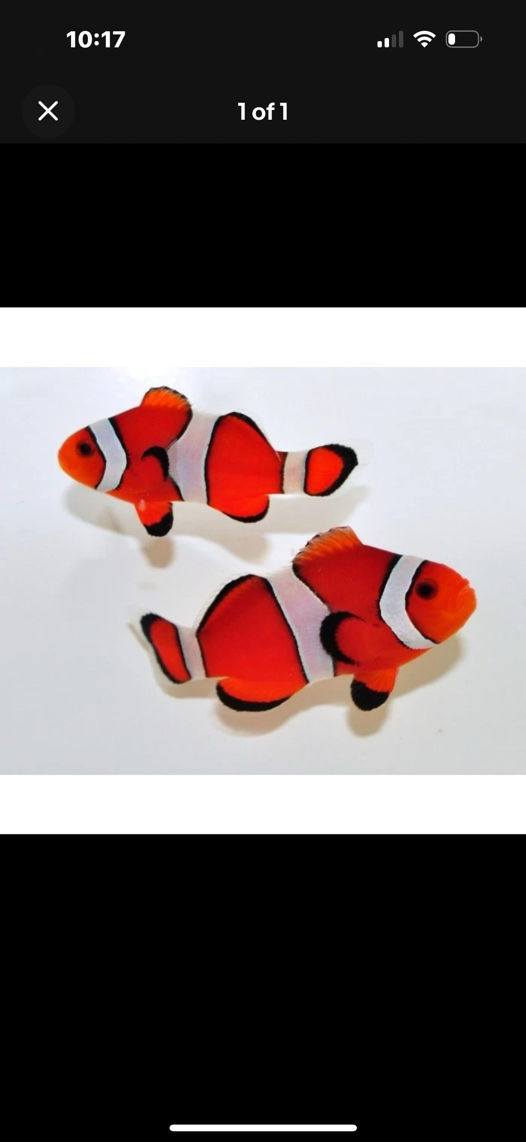 2 Red Percula ClownFish 1-1.5” Saltwater Aquarium *LIMITED TIME Free Shipping*