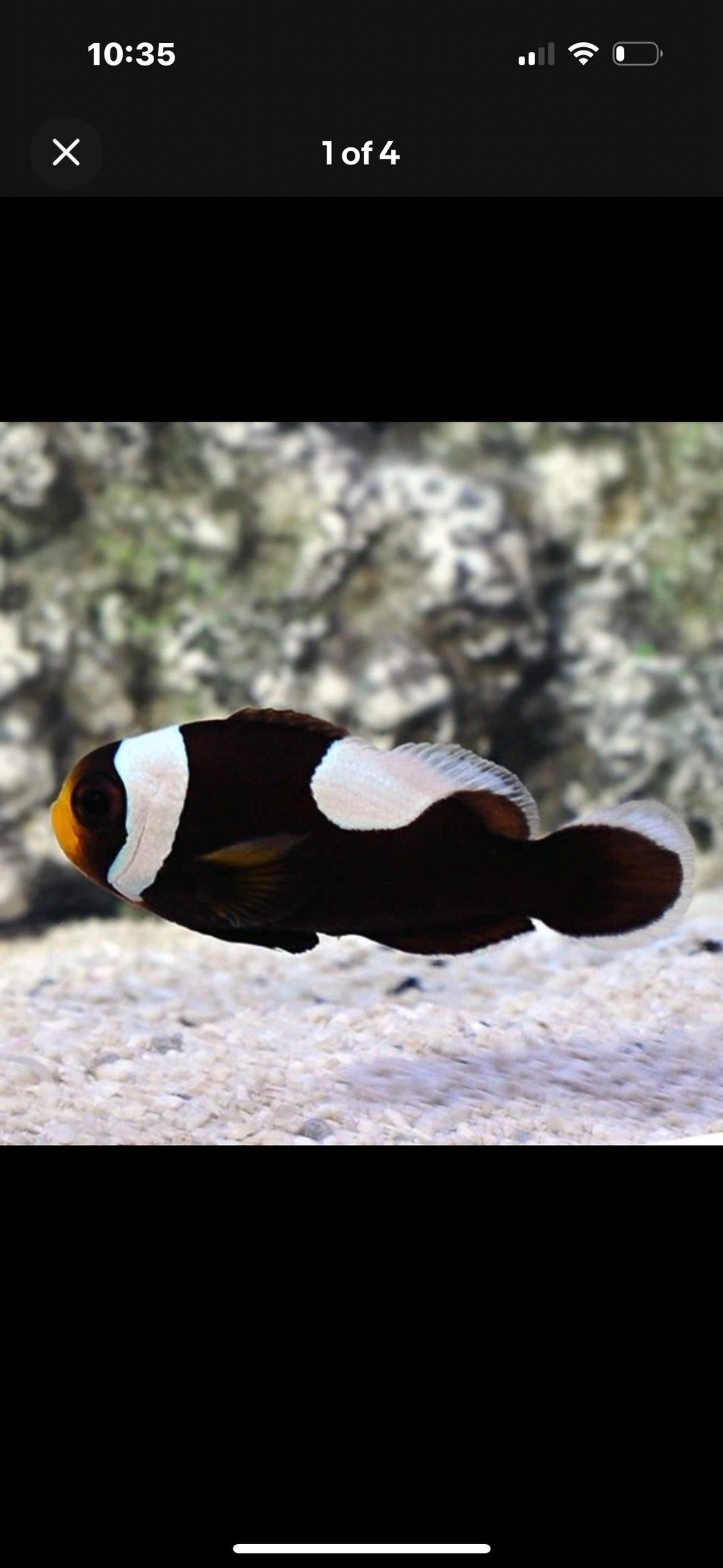 2 Black saddleback clown fish saltwater *LIMITED TIME free Shipping*