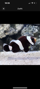 2 Black saddleback clown fish saltwater *LIMITED TIME free Shipping*