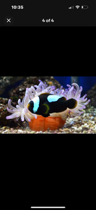 2 Black saddleback clown fish saltwater *LIMITED TIME free Shipping*