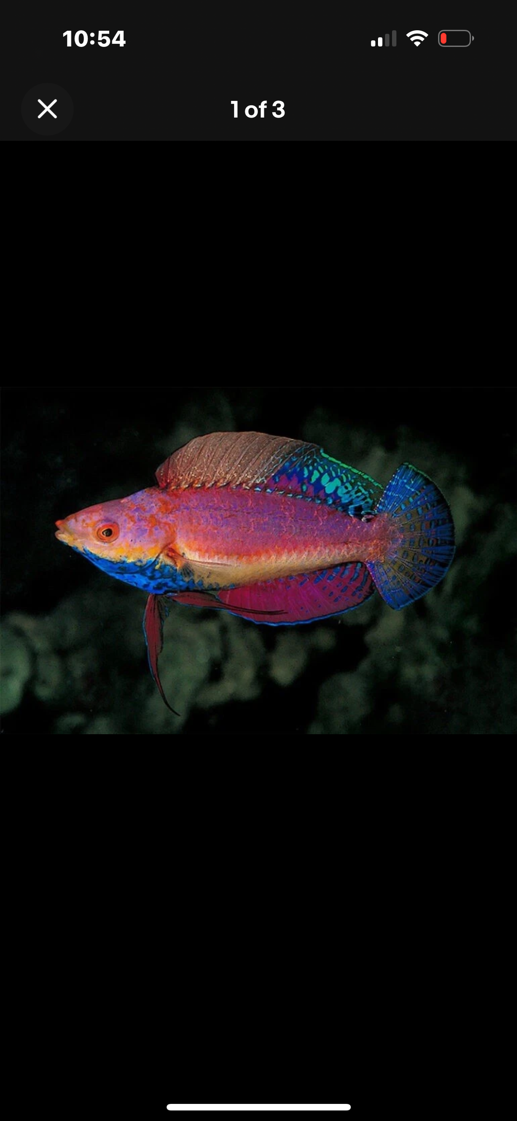 Blue throat fairy wrasse 2”-3”  *LIMITED TIME Free Shipping*