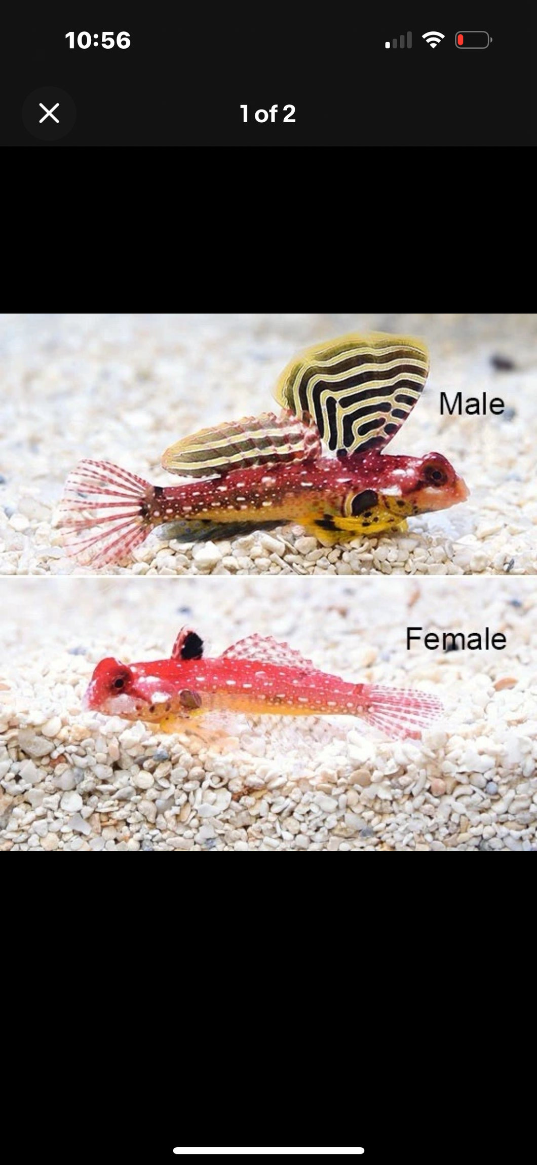 2 Ruby Red Moyer Dragonet 1”-2” SALTWATER AQUARIUM *LIMITED TIME Free Shipping*