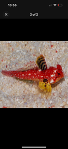 2 Ruby Red Moyer Dragonet 1”-2” SALTWATER AQUARIUM *LIMITED TIME Free Shipping*