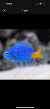 Load image into Gallery viewer, 4 NICE Assorted Damsels
