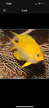 Load image into Gallery viewer, 4 NICE Assorted Damsels
