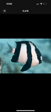 Load image into Gallery viewer, 4 NICE Assorted Damsels
