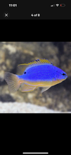 Load image into Gallery viewer, 4 NICE Assorted Damsels
