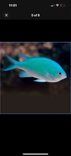 Load image into Gallery viewer, 4 NICE Assorted Damsels
