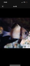 Load image into Gallery viewer, 4 NICE Assorted Damsels

