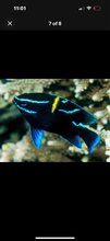 Load image into Gallery viewer, 4 NICE Assorted Damsels
