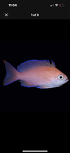 Load image into Gallery viewer, 3 Fish Reef Pack – Deluxe Select - 1 PJ Cardinal, 1 Long Nose Hawkfish, 1 Anthia
