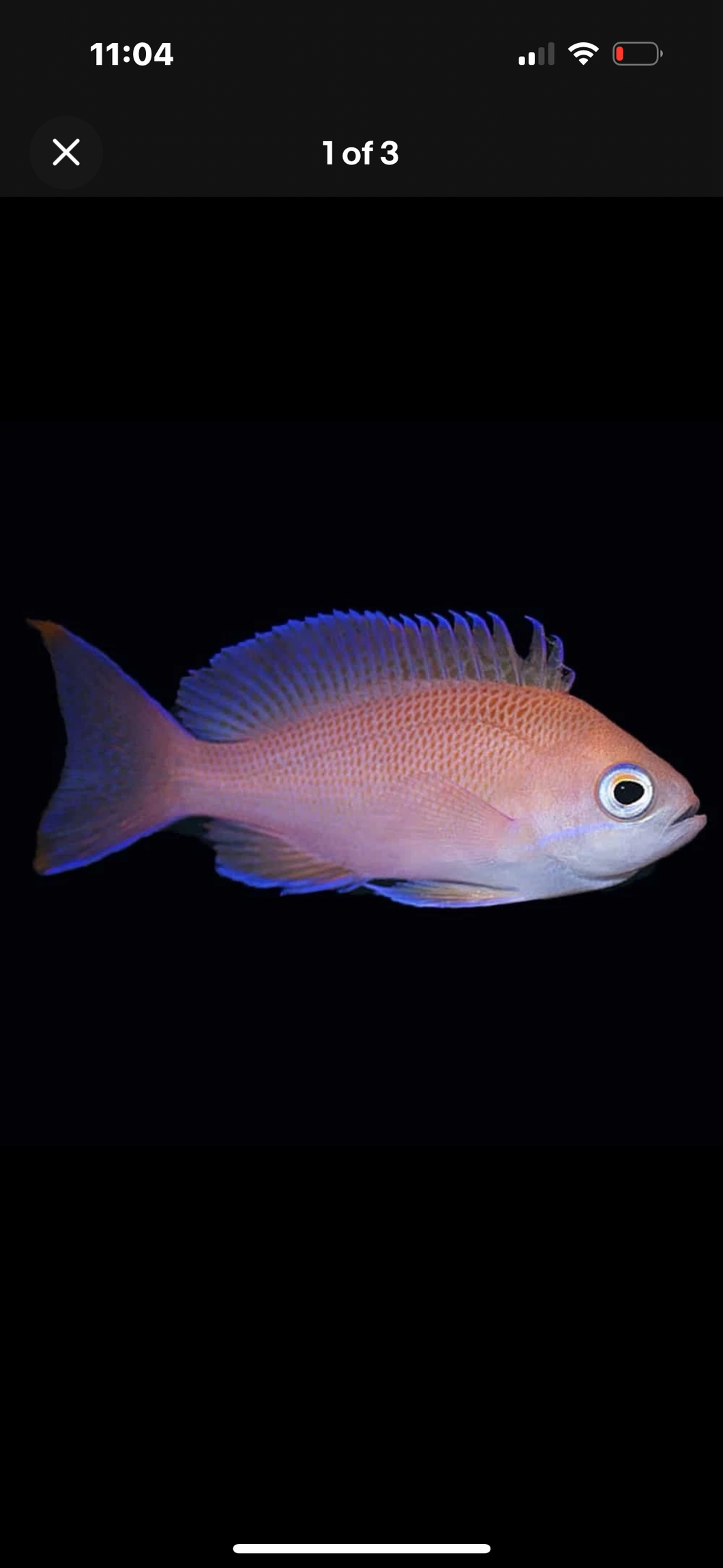 3 Fish Reef Pack – Deluxe Select - 1 PJ Cardinal, 1 Long Nose Hawkfish, 1 Anthia