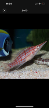 Load image into Gallery viewer, 3 Fish Reef Pack – Deluxe Select - 1 PJ Cardinal, 1 Long Nose Hawkfish, 1 Anthia
