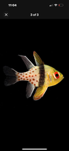 Load image into Gallery viewer, 3 Fish Reef Pack – Deluxe Select - 1 PJ Cardinal, 1 Long Nose Hawkfish, 1 Anthia
