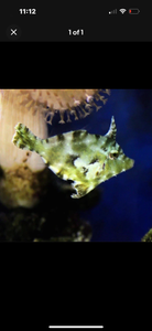 2 Aiptasia Eating Filefish 1.5-2.5“