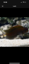 Load image into Gallery viewer, 3 Fish Reef Pack - 1 Of Each
