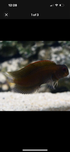 3 Fish Reef Pack - 1 Of Each