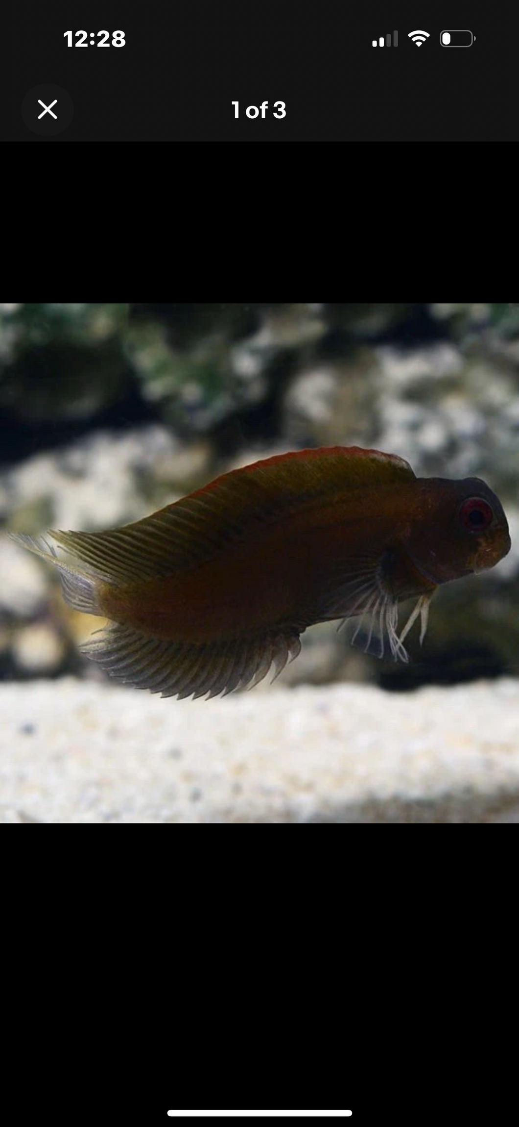 3 Fish Reef Pack - 1 Of Each