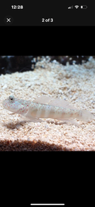3 Fish Reef Pack - 1 Of Each