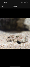 Load image into Gallery viewer, 3 Fish Reef Pack - 1 Of Each

