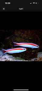 2 Red Skunk Tile Fish