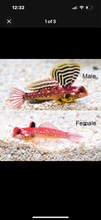 Load image into Gallery viewer, 2 Red Dragonette Bennies
