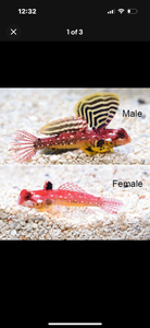 2 Red Dragonette Bennies