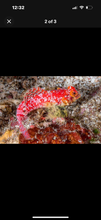 Load image into Gallery viewer, 2 Red Dragonette Bennies
