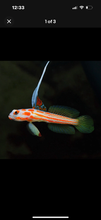 Load image into Gallery viewer, 2 Yasha Hasha Gobies
