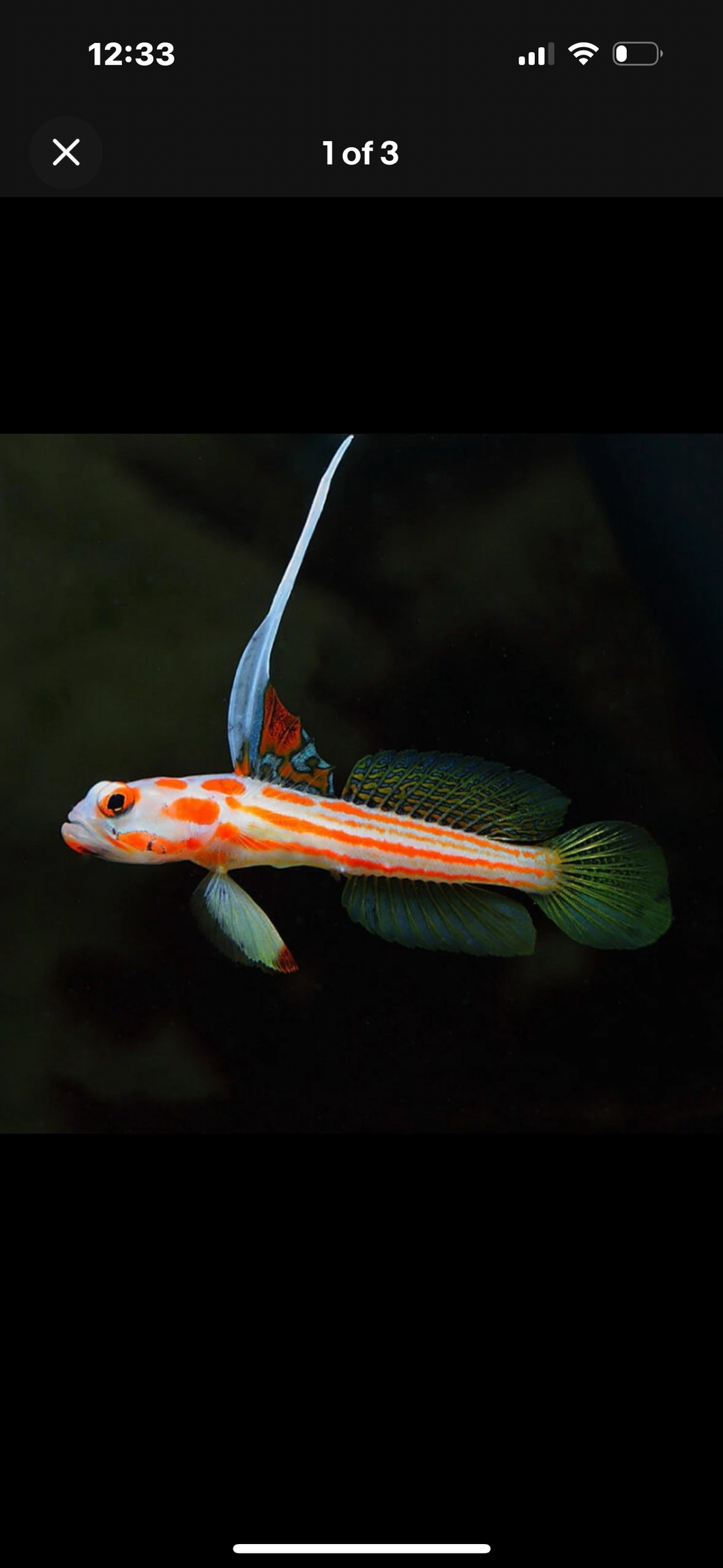 2 Yasha Hasha Gobies