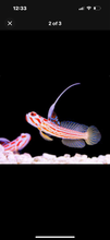 Load image into Gallery viewer, 2 Yasha Hasha Gobies
