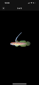 2 Yasha Hasha Gobies