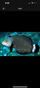 2 Dragon Wrasse Adult