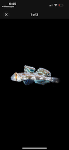 2 Twin Spot Gobies