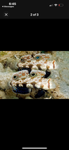 Load image into Gallery viewer, 2 Twin Spot Gobies
