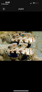2 Twin Spot Gobies