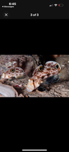Load image into Gallery viewer, 2 Twin Spot Gobies
