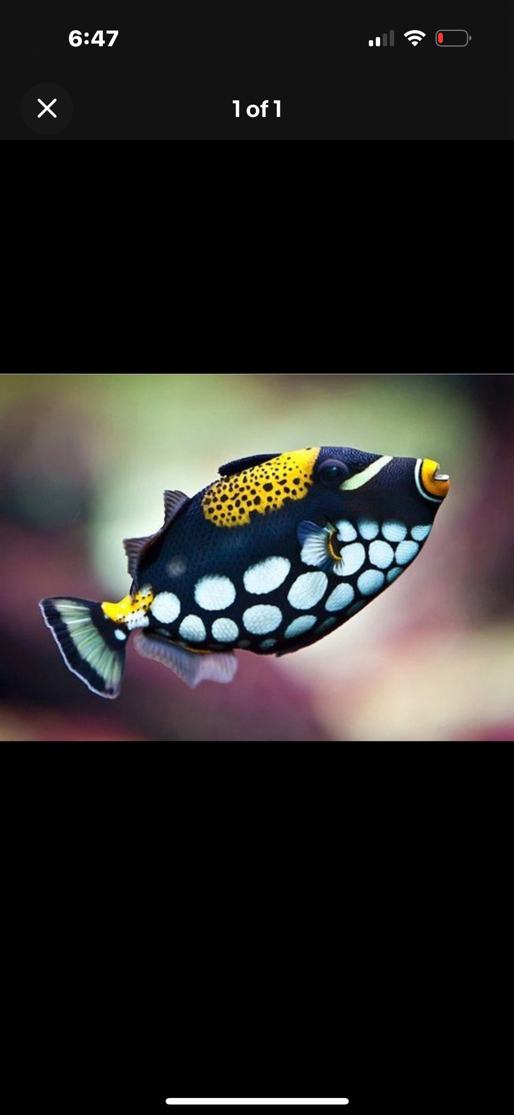 Clown Trigger (RARE AT THIS TIME) MD/LG