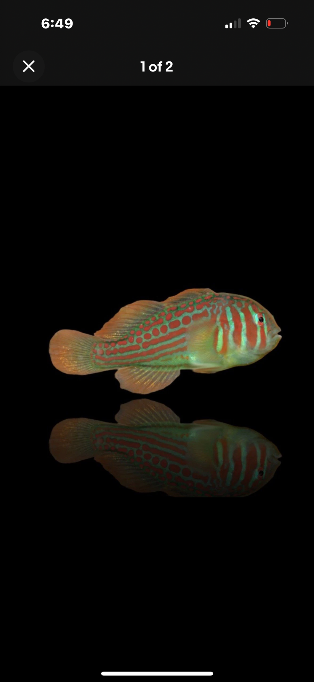 2 Green Clown Gobies