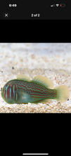 Load image into Gallery viewer, 2 Green Clown Gobies
