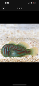2 Green Clown Gobies
