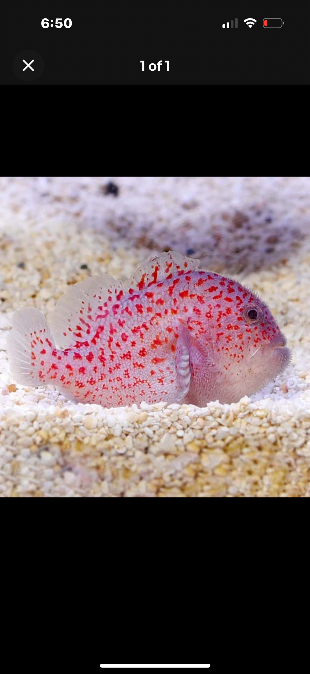 1 Gum Drop Coral Croucher Goby