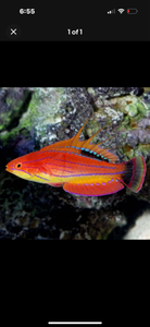 2 Carpenter Fairy wrasse
