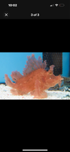 Load image into Gallery viewer, 1 Colored RHINO SCORPION FISH
